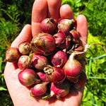 3 Egyptian Walking Onion Live Plants for Outdoor Planting, Set 3 Plants of Second Year, Winter Hardy Rare Fresh Heirloom Allium Winter, Top Size Onions Vegetable
