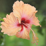 Hibiscus Plants Live, Hibiscus Plant, Hibiscus Tree Live Plant, Perennial Flower Bush, Peach Hibiscus