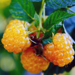Pack 2 Raspberry Plants Live, Raspberry Everbearing Trees Bushes, Very Sweet Raspberry, Raspberries Size 5-10 Inches in Tall, No Pot (Golden)