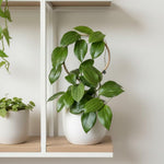 Hoya Plants Live Houseplants, Hoya Quinquenervia Plant, 5 to 7 Inches Tall, Well Rooted Plants, Indoor Growing