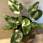 White Princess Philodendron Plant Live Indoor, 5-9" No Pot, Tropical House Plant for Indoor, 5-9" No Pot Home Décor Houseplants
