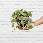 Variegated Philodendron Live Plant, Rare Indoor Houseplant Live Well Rooted 5-7 Inches, Container Growing, Home Office Decor (Velvet Leaves Philodendron)
