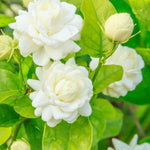 3 Grand Duke of Jasmine Plants Live, Jasmine Flower Plant for Gardening, 5 to 7Inc Long Live Plants