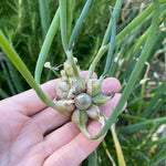 3 Walking Onion Plants Live, Cold Hardy and Perennial, Easy-to-Grow Vegetable Spring Planting, 7 Months Old