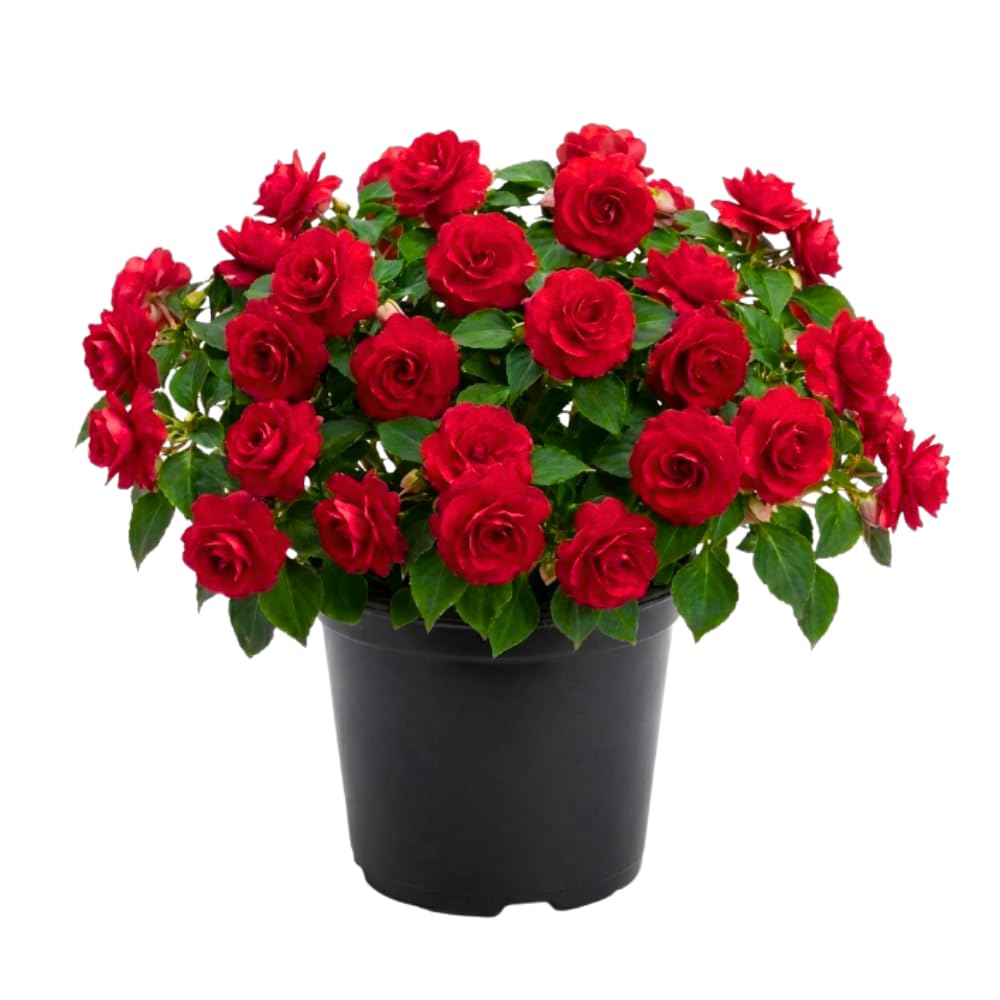Impatiens Plant Live, Red Double Impatiens Plant, 4-8 Inches Tall, Vibrant Perennial Flowers for Containers, Hanging Baskets and Garden Borders