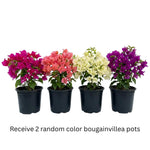 Set 2 Mixed Bougainvillea Live Plants 4-7 Inches Tall, Vibrant Bumgainvillea Flowering Vines for Garden, Patio Containers and Indoor Growing