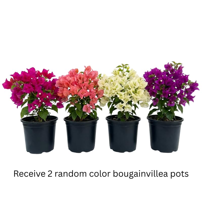 Set 2 Mixed Bougainvillea Live Plants 4-7 Inches Tall, Vibrant Bumgainvillea Flowering Vines for Garden, Patio Containers and Indoor Growing
