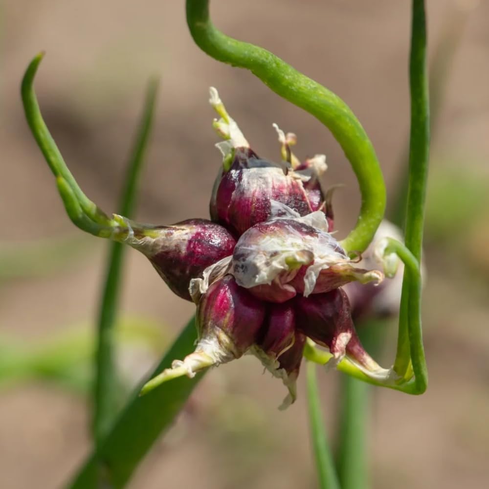 25 Walking Onions Bulbs for Planting, Heirloom Onion Bulbs, Large Egyptian Walking Onion Bulb