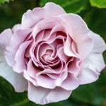 Rose Live Plant for Planting, Fragrant Hybrid Rose Bush, 5-10” Tall, Ready to Grow Flowering Shrub for Outdoor Garden, No Pot (Purple Rose)