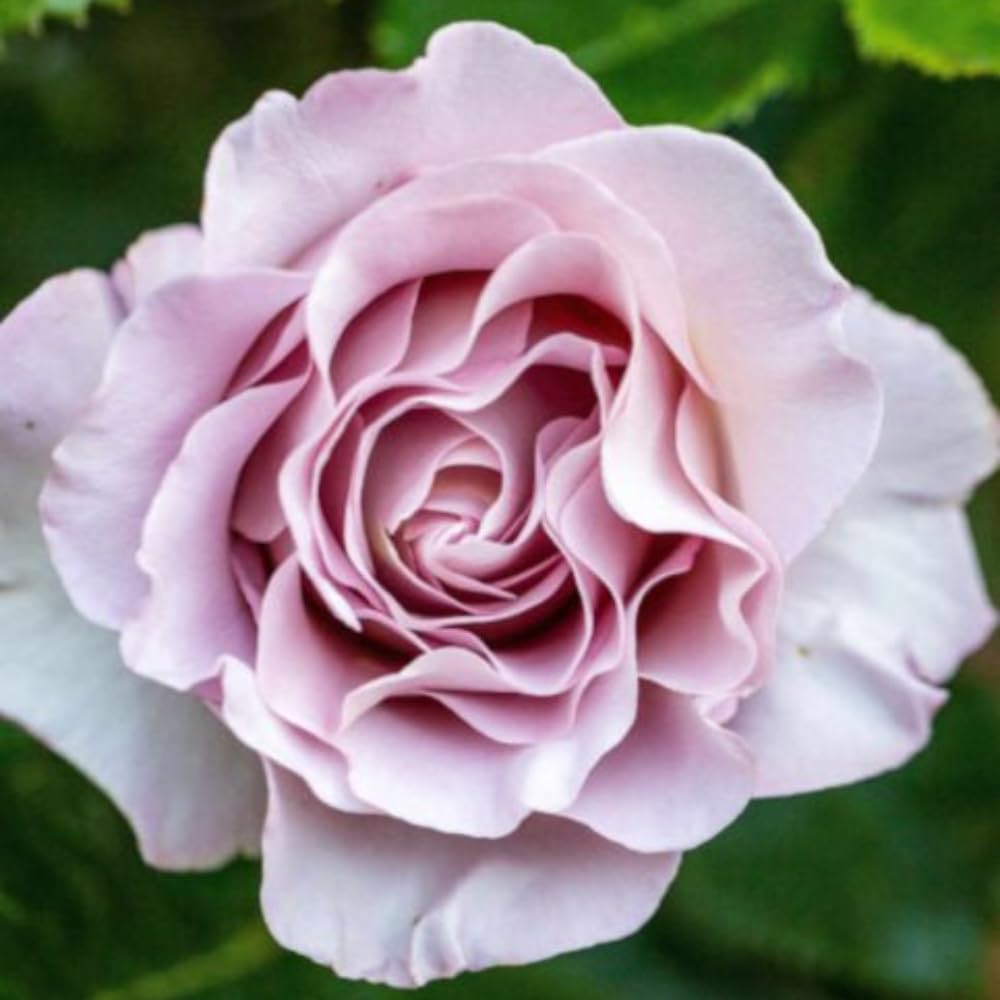Rose Plant Live, Roses Bush Ready to Plant, 5-10 Inch Height, Ornamental Fragrant Flowers (Purple Rose)