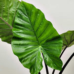 Alocasia Plant 4-8 Inch Tall, Tropical Alocasia Indoor Houseplant, Well Rooted Elephant Ear for Growing