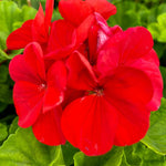 Pack 5 Cuttings Red Geranium Plant, 8-10" Unrooted Cutting, Geranium Plant Cutting for Planting Outdoor Garden