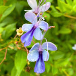 Set 2 Clerodendrum Blue Butterfly Live Plants Starter 5-8 Inches