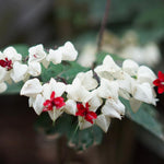 3 Clerodendrum Bleeding Heart Vine Plants, Heart Shaped Blooms, 4-9 Inch Tall, Indoor Outdoor Planting (White Red)