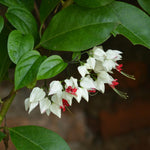Set 2 White Bleeding Heart Vine Plants Live, Clerodendrum Live Plant, Bleeding Heart Live Plant - 6-8 Inch Plant, Long Blooming, Perennial