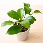 Hoya Quinquenervia Live Plant, Hoya Live Houseplant, Large Leaves, 4-6 inches Tall for Indoor Growing