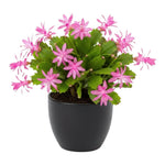 Pink Easter Cactus Plant Live, Holiday Easter Cactus Plant, 2 Inc Pot, Spring Bloom, Easy Care Houseplant, Indoor Outdoor Growing
