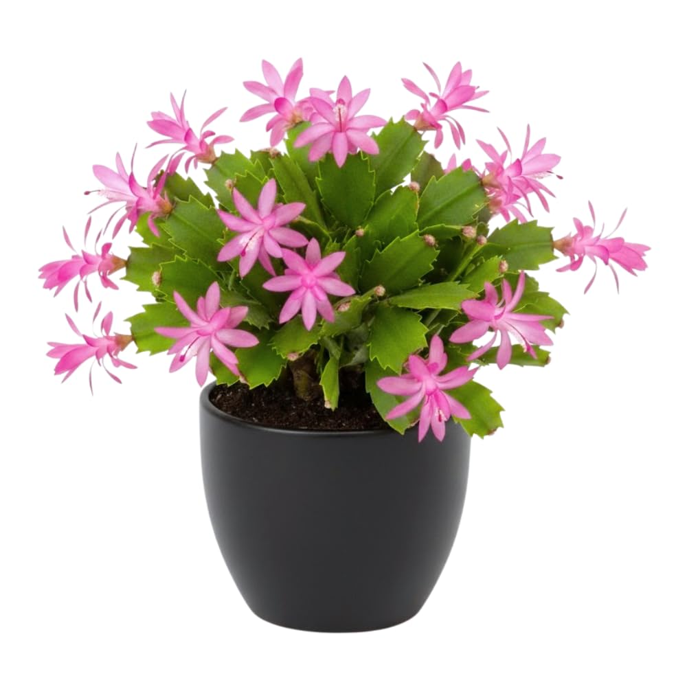 Pink Easter Cactus Plant Live, Holiday Easter Cactus Plant, 2 Inc Pot, Spring Bloom, Easy Care Houseplant, Indoor Outdoor Growing