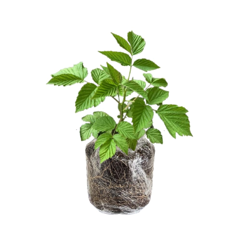 2 Raspberry Plants Live for Planting, Golden Raspberry Everbearing, Very Large and Sweet Raspberries, Well-Rooted Zones 4-8 (Purple Glencoe)