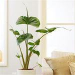 Alocasia Live Plant, Rare Elephan Ear Indoor Plant, Tropical Houseplant for Home and Garden Decor 4-9 Inches - Green