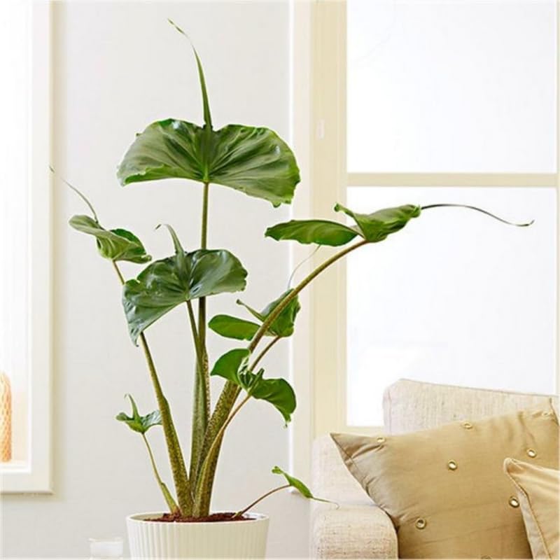Alocasia Live Plant, Rare Elephan Ear Indoor Plant, Tropical Houseplant for Home and Garden Decor 4-9 Inches - Green