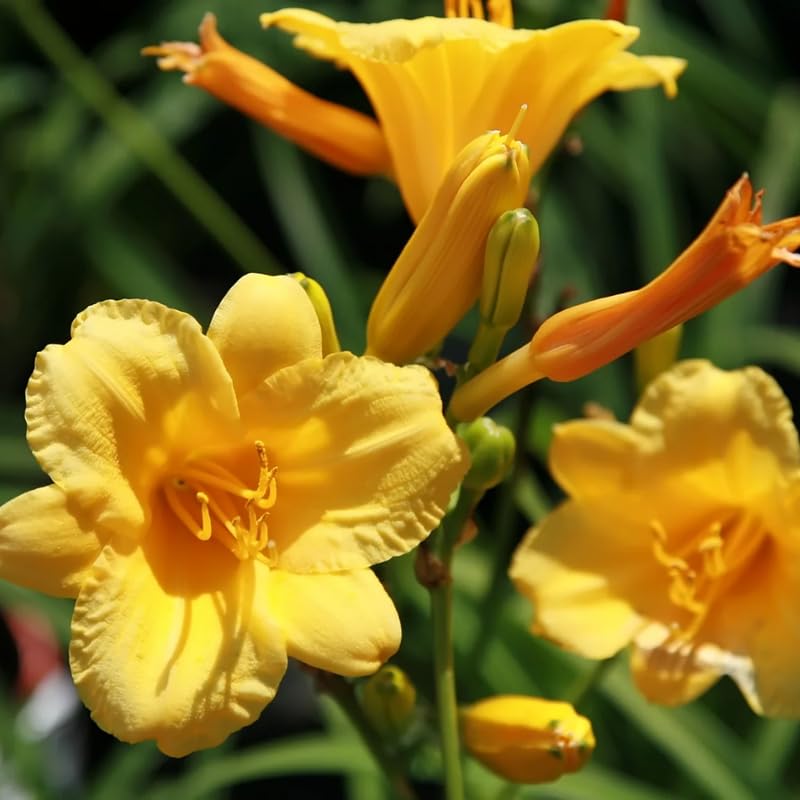 Set 10 Golden Yellow Daylily Bulbs for Planting, Hardy Perennial Lily Roots for Colorful Summer Blooms