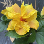Hibiscus Plants Live, Hardy Hibiscus Plants Live, Tropical Hibiscus Plant, 6 to 8 Inch Tall, Hibiscus Tree Live Plant, Perennial Flower Tree, Double Gold Hibiscus