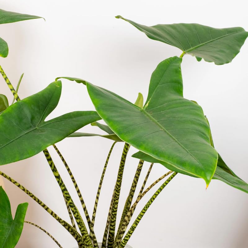 Common Alocasia Plant 4-8 Inch Tall, Tropical Alocasia Indoor Houseplant, Well Rooted Elephant Ear for Growing