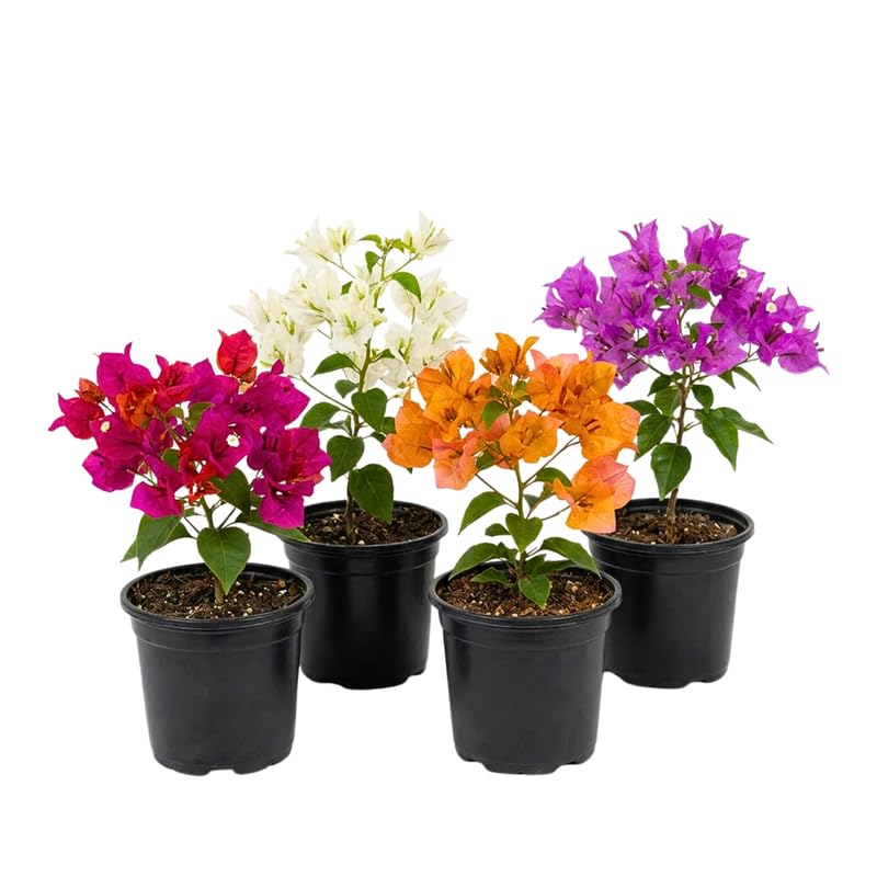 Set 2 Bougainvillea Live Plants 4-7 Inches Tall, Vibrant Bumgainvillea Flowering Vines for Garden, Patio Containers and Indoor Growing