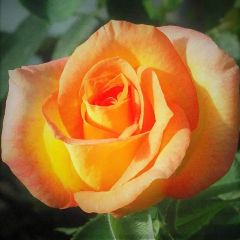 Rose Live Plant for Planting, Fragrant Rose Bush, 5-10” Tall, Ready to Grow Flowering Shrub for Outdoor Garden Beds and Containers (Gold Rose)
