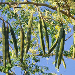 Moringa Tree Plant Live in 4 Inch Pot, Moringa Oleifera Drumstick Tree, Malunggay Trees Live Plants for Planting, 2 Plants per Pot