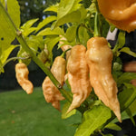 Pack 2 Peach Ghost Scorpion Pepper Live Plants, Hot Pepper Live Plants, Live Pepper Chili Plants for Growing, 80 Days Old Plants