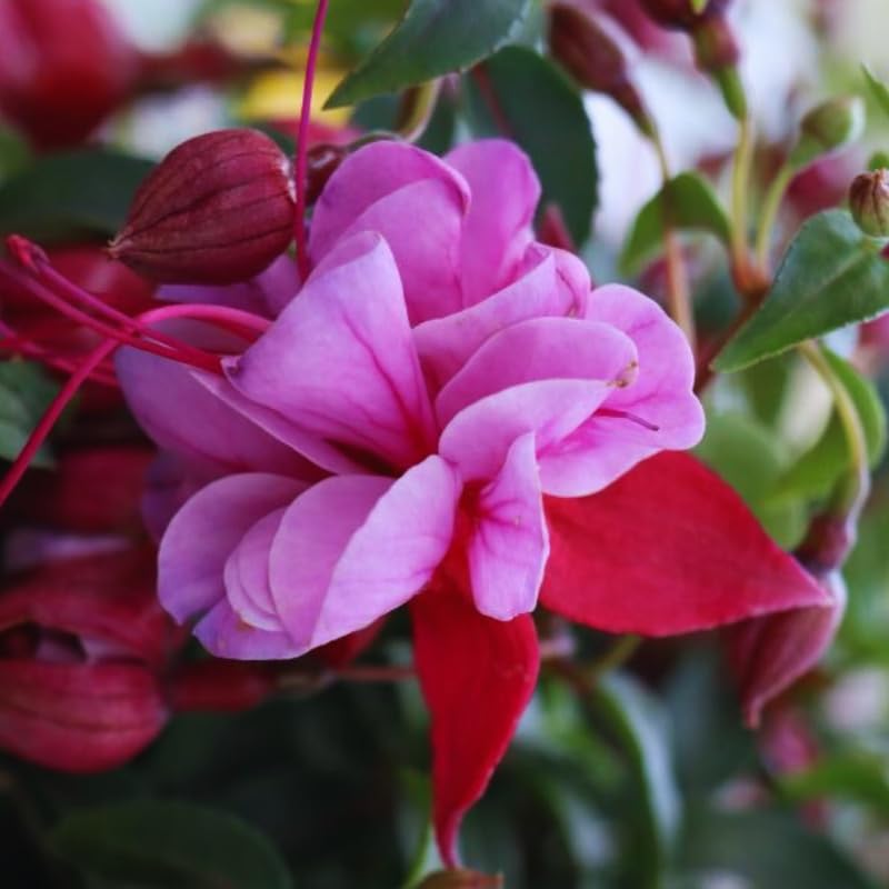 2 Pink Purple Fuchsia Flower Plants, 4 Inc Long, Fuchsia Plants Live, Perennial Flower Plants, Live Fuchsia Plants for Garden