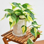 Silver Stripe Philodendron Plant Live, Rare Tropical Variegated Live Indoor Houseplant, Starter Plants No Pot, 5-9" in Tall