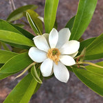 Sweetbay Magnolia Tree in Gallon Pot, Live Flowering Magnolia Tree, Hardy Ornamental Shade Trees with Fragrant Blooms
