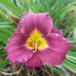 Set 10 Purple Daylily Bulbs for Planting, Hardy Perennial Lily Roots for Colorful Summer Blooms