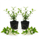 2 Confederate Jasmine Live Plants, Fragrant Flowering Shrubs, 4-6" Tall
