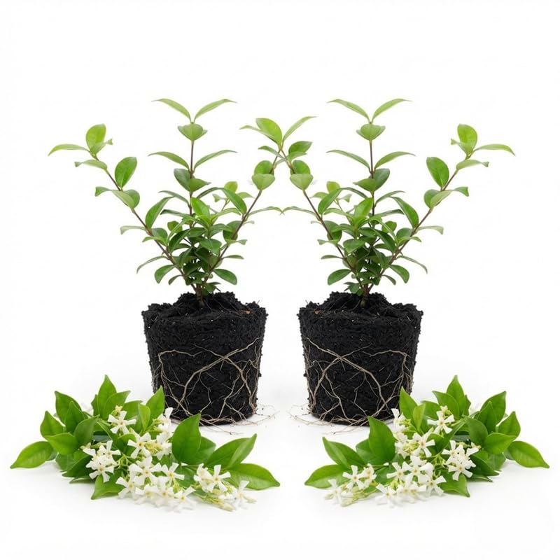 2 Confederate Jasmine Live Plants, Fragrant Flowering Shrubs, 4-6" Tall