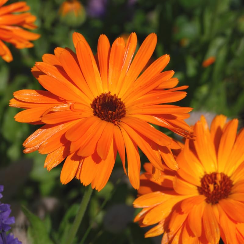 3 Sunset Gerbera Daisy Plants Live, 3 to 5 Inc Tall, Gerbera Daisies Live Plants, Daisy Plant, Daisies Flowers Live Plants, Daisy Plant Pot