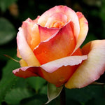 Rose Plant Live, Roses Bush for Outdoor Garden, 5-10 Inch Tall, Ornamental Flowering Shrub with Fragrant Blooms, Ready to Plant (Sunset Rose)