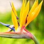 Yellow Bird of Paradise Plant Live, 8 to 12 Inches Tall, Bird of Paradise Live Plant, Tropical Plants Outdoor