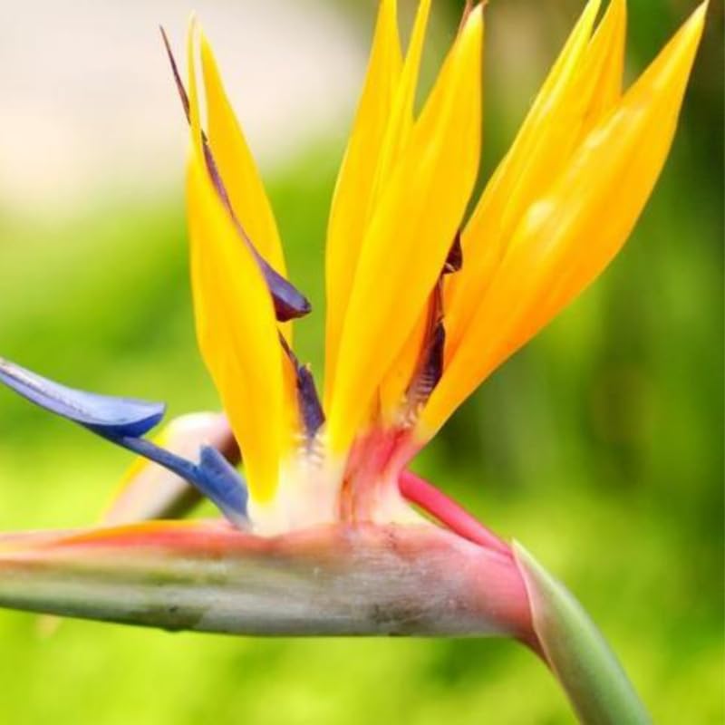 Yellow Bird of Paradise Plant Live, 8 to 12 Inches Tall, Bird of Paradise Live Plant, Tropical Plants Outdoor