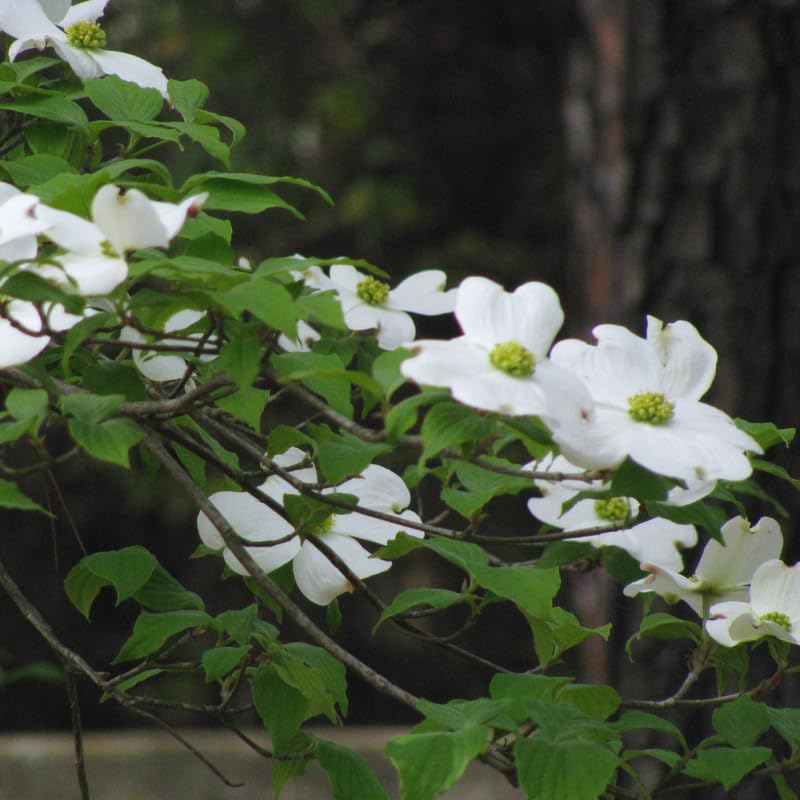White Flowering Dogwood Tree Live Plant, 6 to 12 Inches Tall, Live Dogwood Tree, Shrub Plant