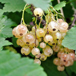 Currant Tree Live Plant for Growing, 1 Year Old, Currant Berries Fruit Tree, Currant Plant Live for Planting Your Garden, Currant Bush Live (White Currant)