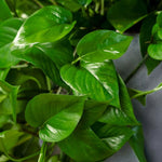 Jade Pothos Plant Live 4'' Pot, Indoor Houseplant Well Rooted, Hanging Planter or Basket Growing