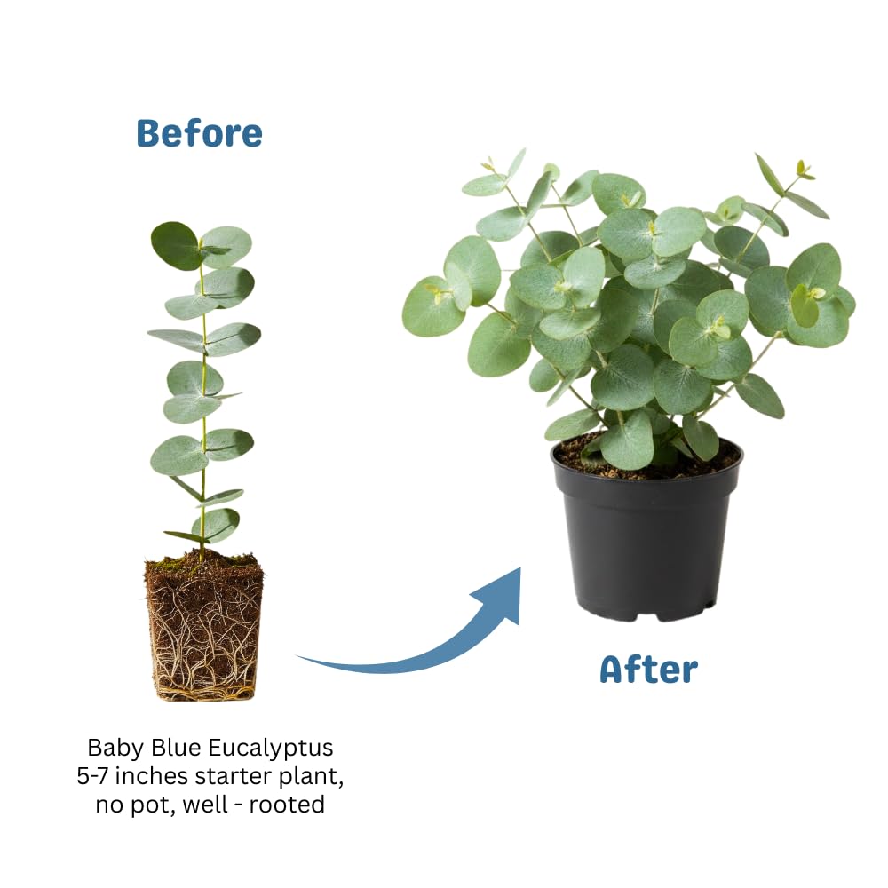Baby Blue Eucalyptus Plant Live, Eucalyptus Tree Live Plant, 5 to 7 Inc Tall, Fragrant Foliage, Cold Hardy Eucalyptus Plant Live for Indoor Outdoor Growing