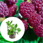 Everbearing Raspberry Bush Plant Live, Cold Hardy, Raspberries Plants Established Roots Live for Planting, 1 Plant 5-9 Inc Tall, No Pot (Purple)
