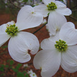 White Flowering Dogwood Tree Live Plant, 6 to 12 Inches Tall, Live Dogwood Tree, Shrub Plant