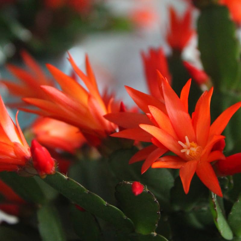 Orange Easter Cactus Plants Live, 4 to 6 Inch Tall Easter Cactus Plants Live Indoor Garden, Live Easter Cactus Flower Plant, Spring Cactus Live Houseplant, Easter Cactus