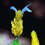 2 Live Shrimp Plant for Growing, 3 to 5 Inc Tall, Yellow Shrimp Plant Pot, Shrimp Live Plant, Shrimp Plants Live Indoor Outdoor